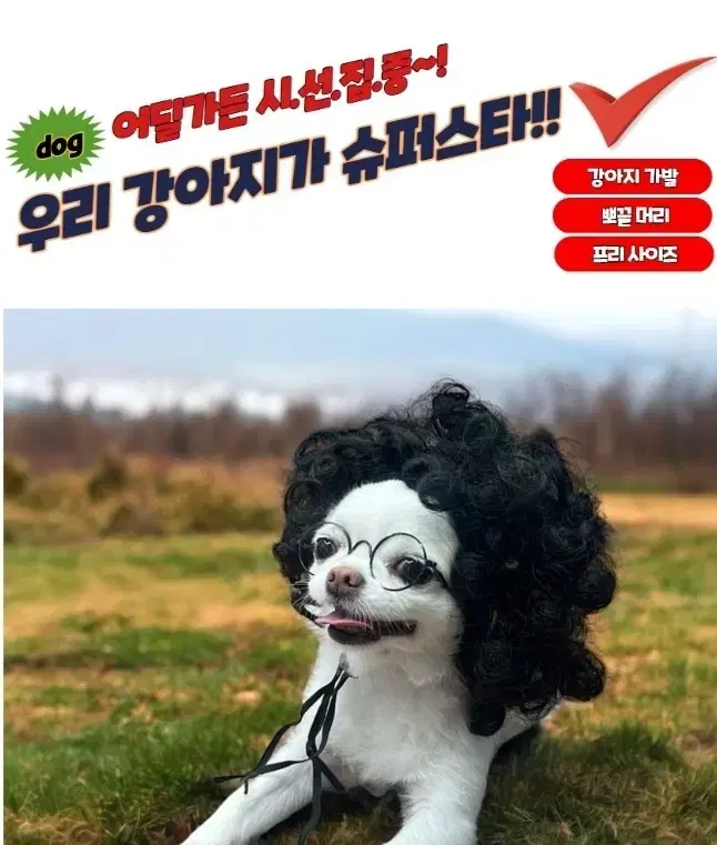 [품절임박] 인싸강아지가발 뽀글머리 강아지 가발 애견 반려견 댕댕이 개